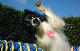 Adestramento De Cães Wellington - Foto 1