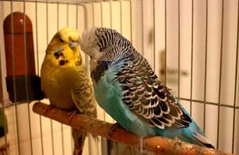 Avicultura Do Mercado - Foto 1