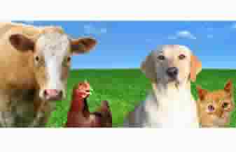 Zeus Produtos Veterinarios - Foto 1