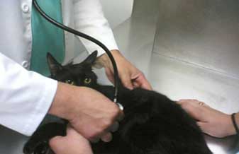 Clínica Veterinária Fã Do Bicho - Foto 1