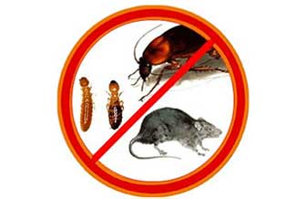 A F Solucoes E Controle De Pragas - Foto 1