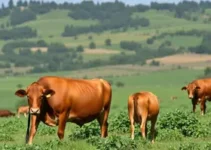produção de carne bovina Brasil 2025