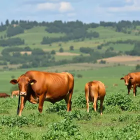 produção de carne bovina Brasil 2025