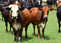 lote duplo de Angus e Brangus