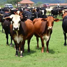 lote duplo de Angus e Brangus