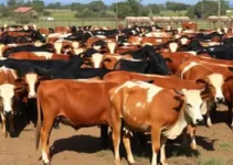 confinamento em Barretos