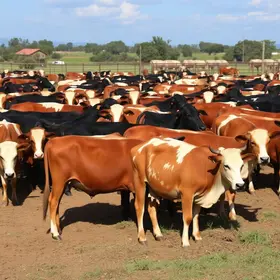 confinamento em Barretos