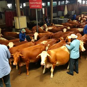 mercado do boi gordo