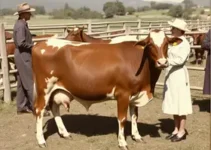 Protocolo 1953